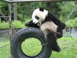 Bifengxia Giant Panda Base