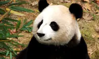 giant panda