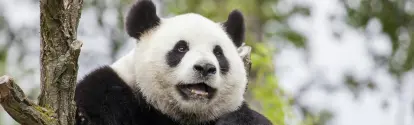 Chengdu tours