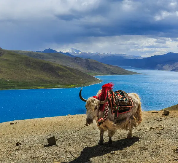 village on the bank of Erhai Lake