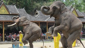Elephant show in Wild Elephant Valley, Xishuangbanna