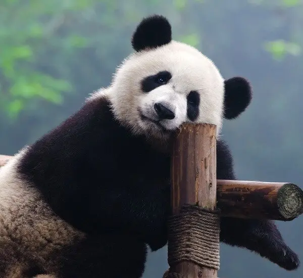 Golden Triangle and Panda Family Tour