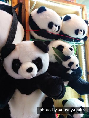 Panda