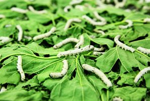 Silk worm caterpillars. Watching silk worms eat and live and spin their cocoons is one of the things tourists enjoy doing during a silk factory tour.