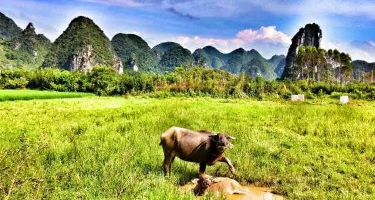 idyllic life