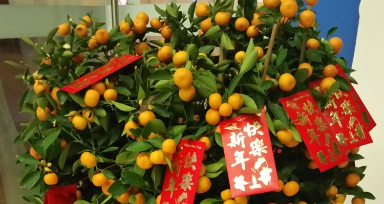 Kumquat Tree: a chinese new year plant