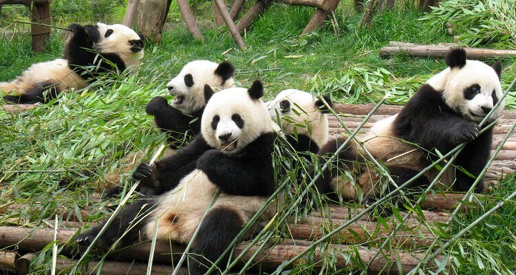 Pandas in Chengdu Panda Base
