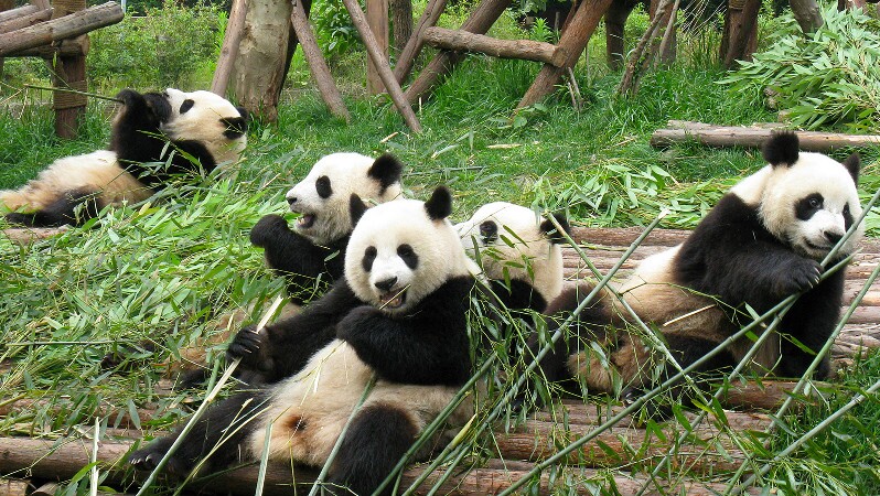Chengdu