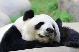 Giant Panda