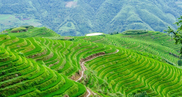 Longji Rice Terrace