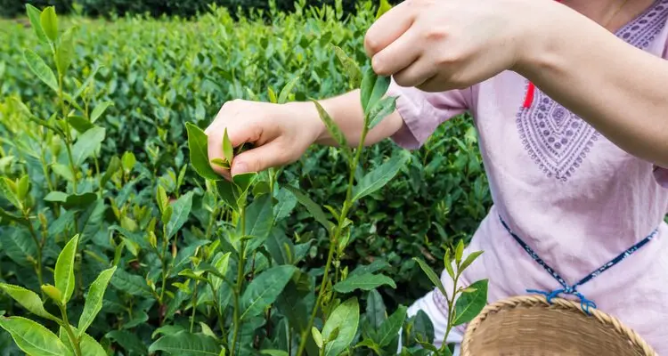 tea garden