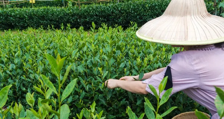 pick tea leaves