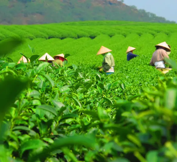 Hangzhou Tea Plantation