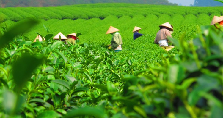 spring festival falls in spring