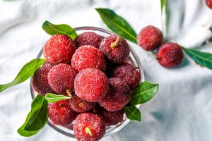 Bayberry