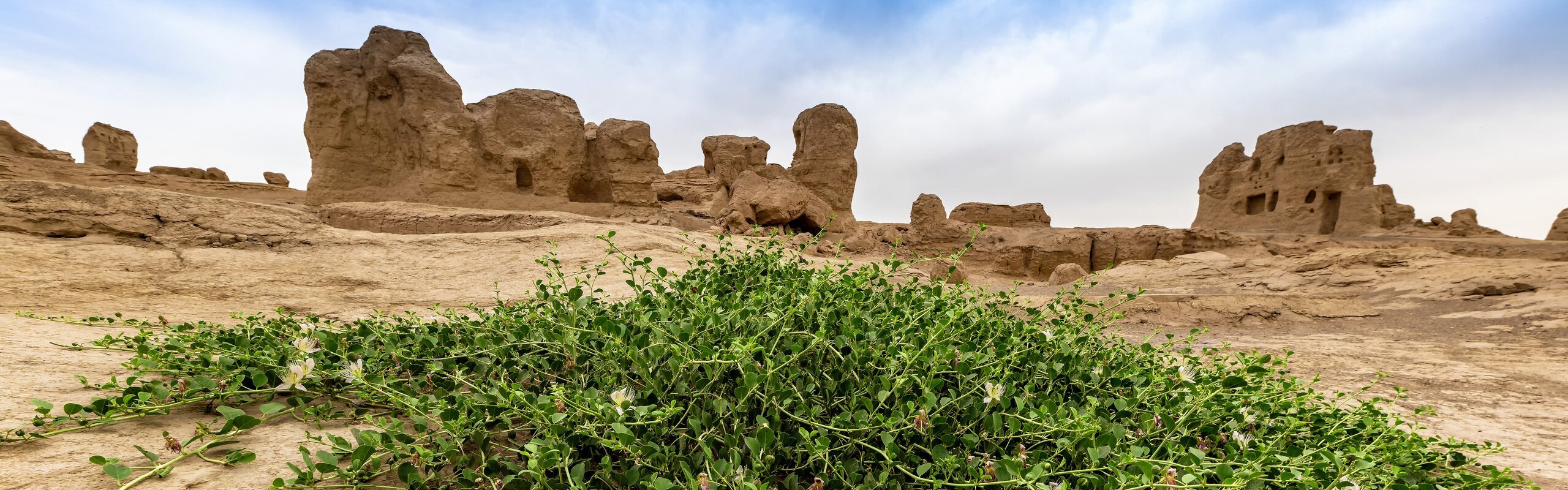 The Western Xia Dynasty        