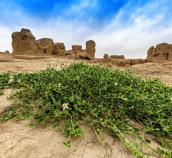 Silk Road Tour