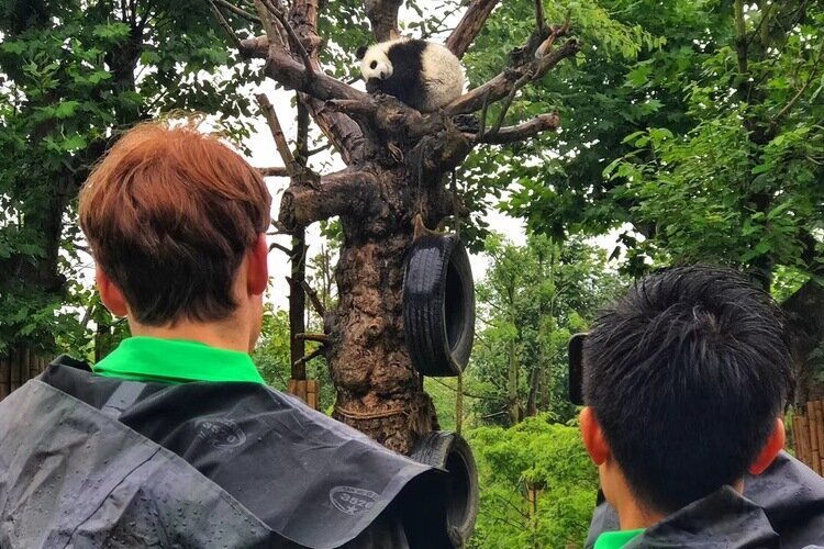 Panda