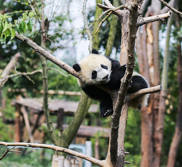 How to Plan a 3-Week Itinerary in China: Best 3 Options (2025)