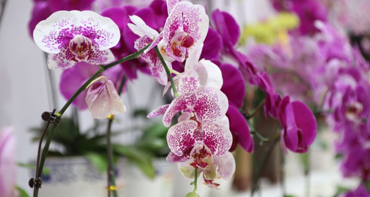 Orchids, a lucky flower for Chinese New year
