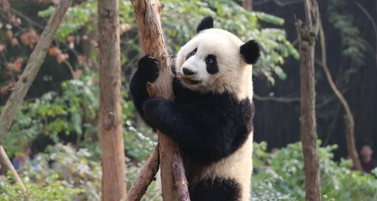 panda