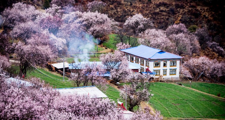 Pink Peach Blossom in Nyingchi
