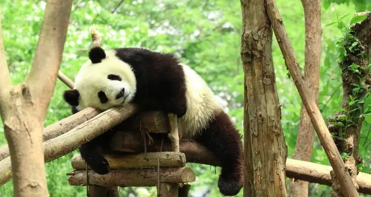 panda