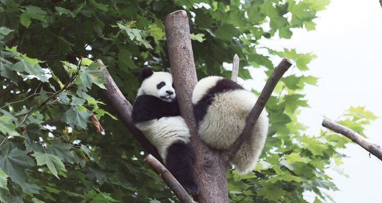 Wolong Panda Base