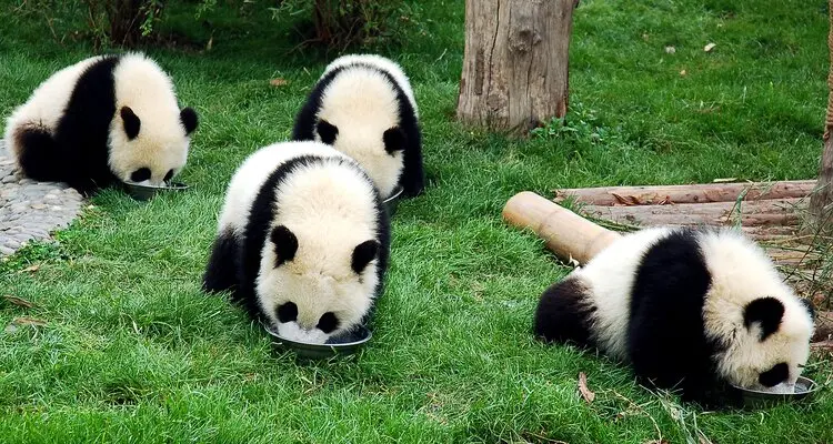 Panda Base