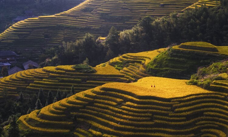 Longji Terrace Field