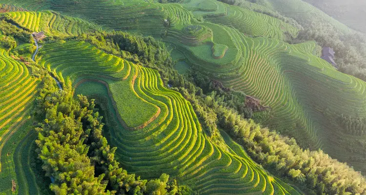 the green terraced fields