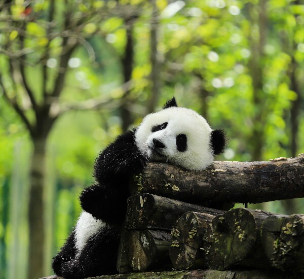 private china tour to visit pandas