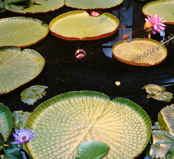 6-Day Xishuangbanna and Pu'er Tour