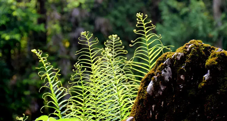 a plant in the rain forest