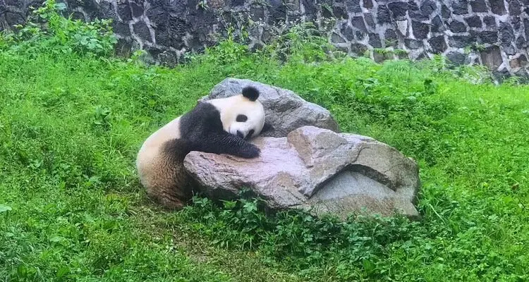 A Cuddly Panda