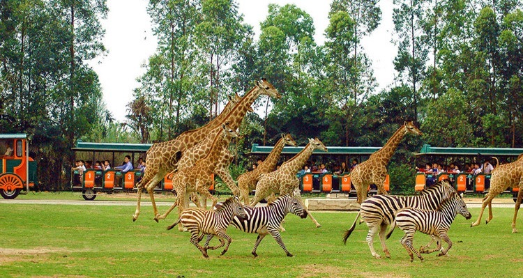 Chimelong Safari Park