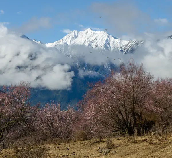 peach blossom in Nyingchi