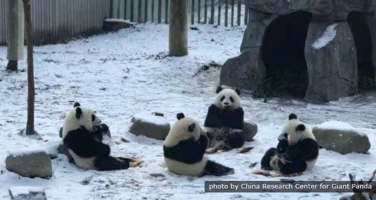 Giant Pandas