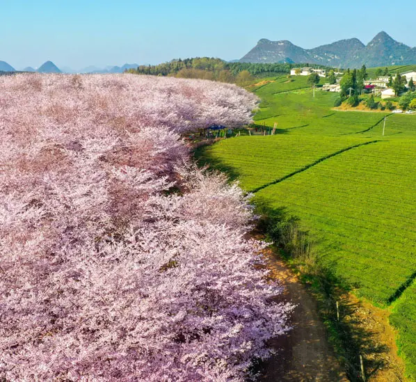 cherry flowers and tea plantation