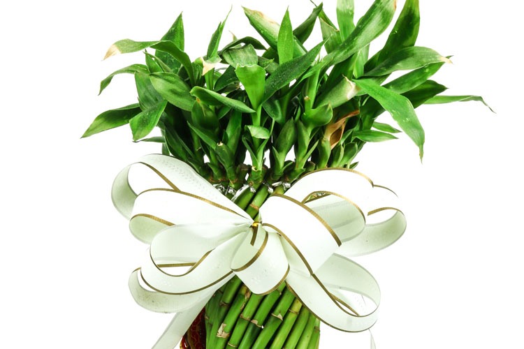 14 chinese new year flowers/fruits to bring you - China travel