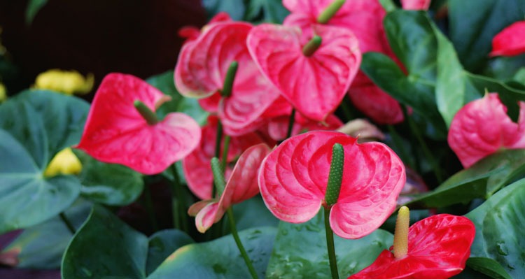14 chinese new year flowers/fruits to bring you - China travel
