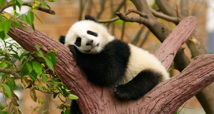 Pandas