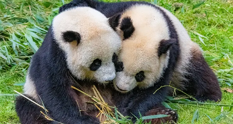 Pandas