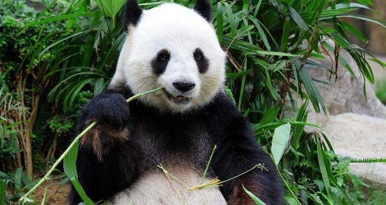 Pandas, Chengdu