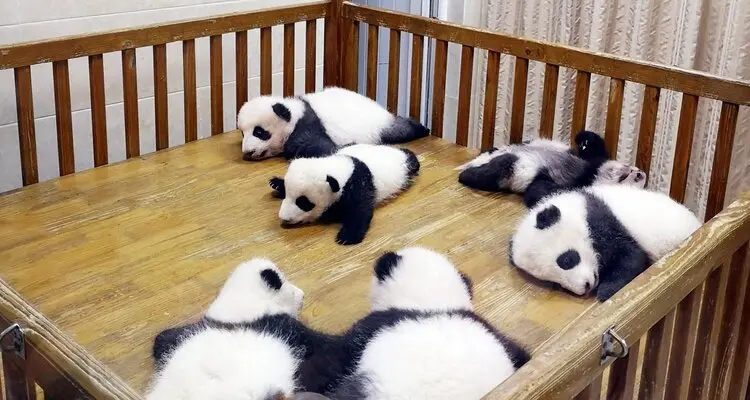 panda