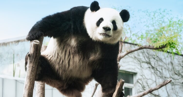 Beijing Zoo