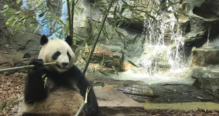 Panda Valley