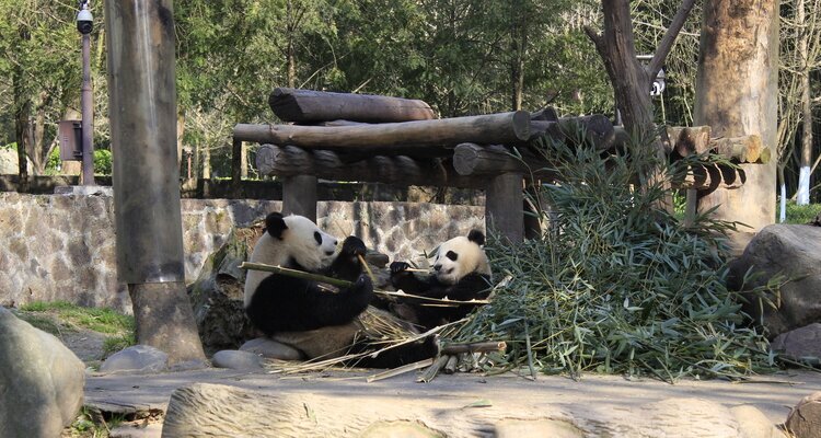 Dujiangyan Panda Base