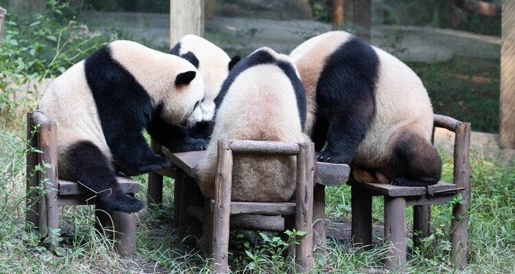 Chongqing Zoo