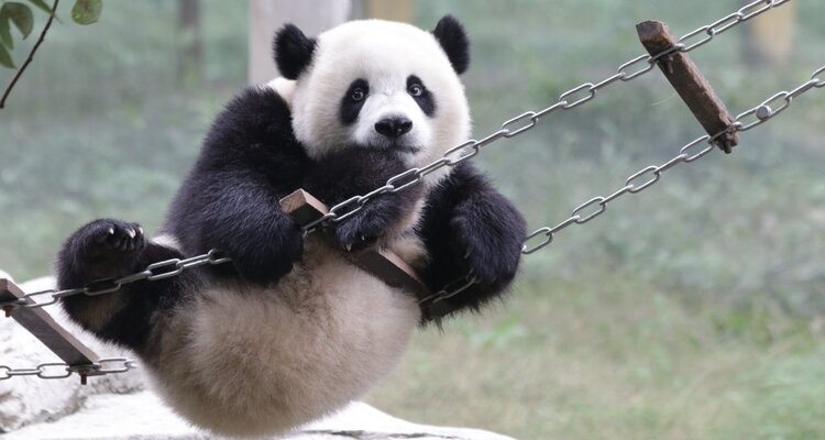 Chongqing Zoo